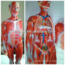 ISO Muscles of Male, Muscles Anatomical Model